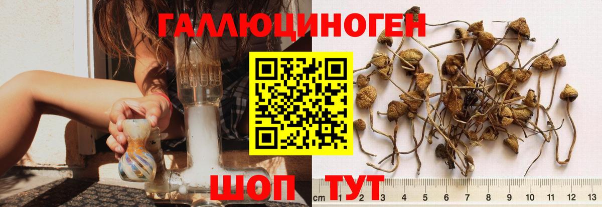 Псилоцибиновые грибы Cubensis  Вход с VPN  Славянск-на-Кубани 
